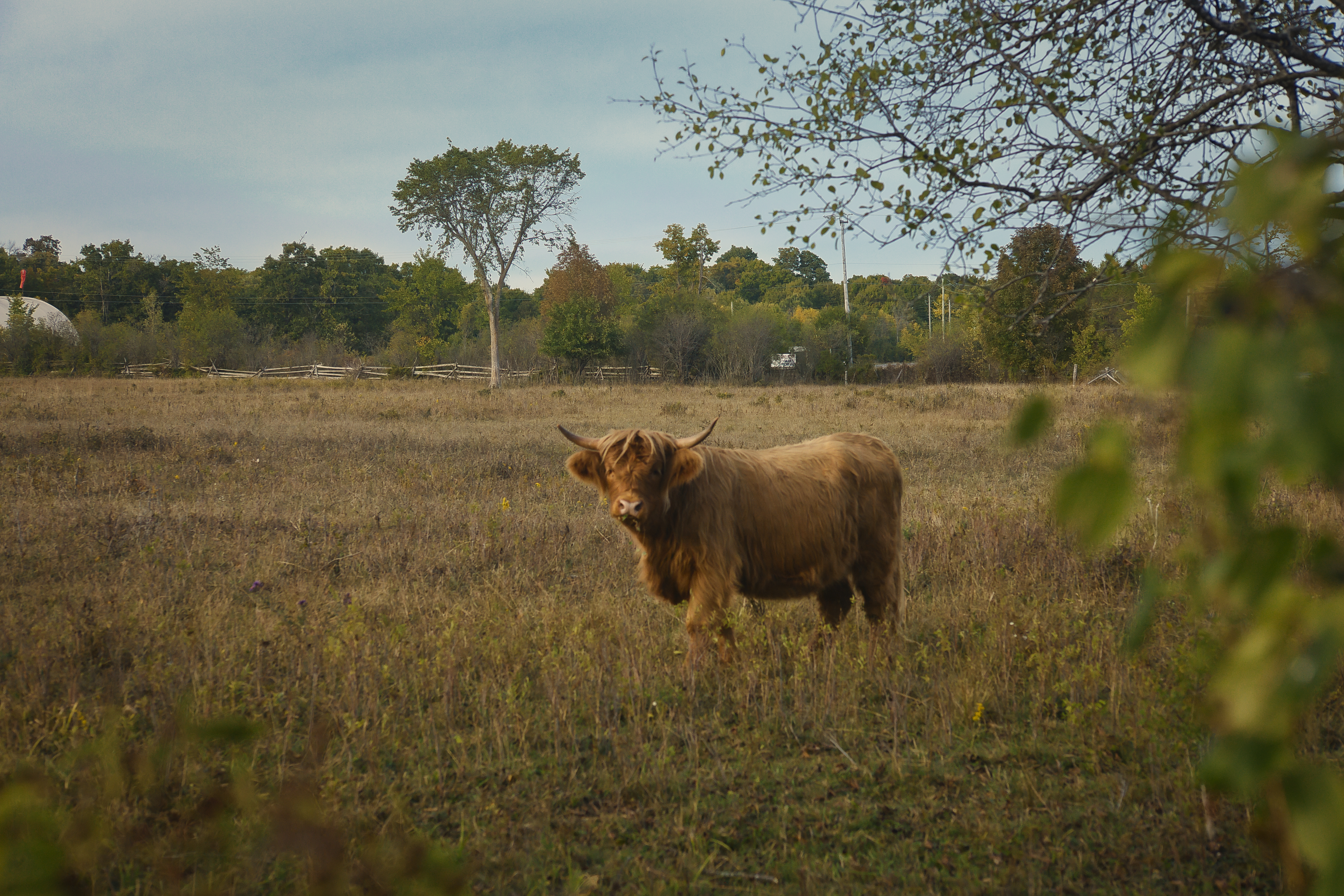 Three photos of local cows