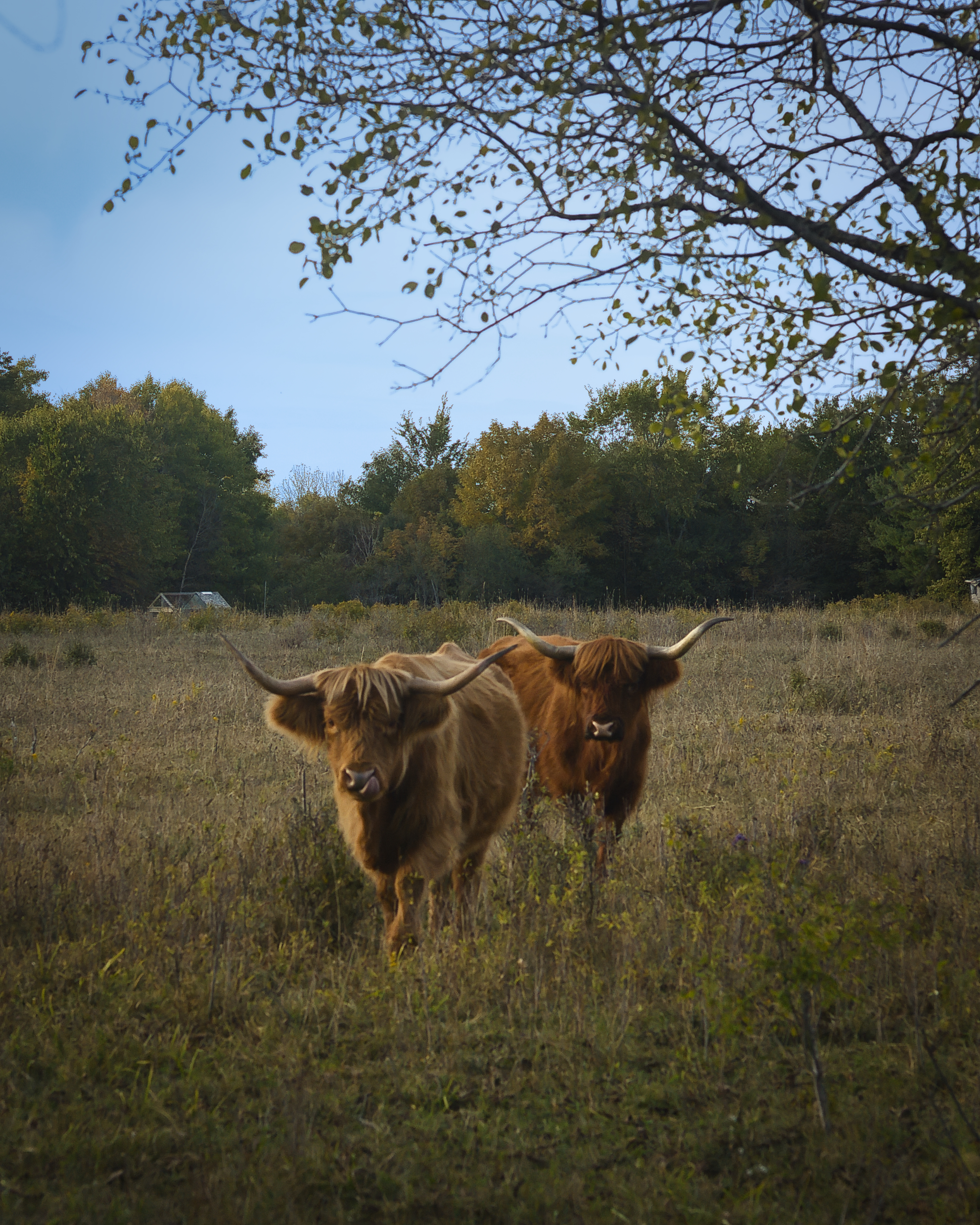 Three photos of local cows