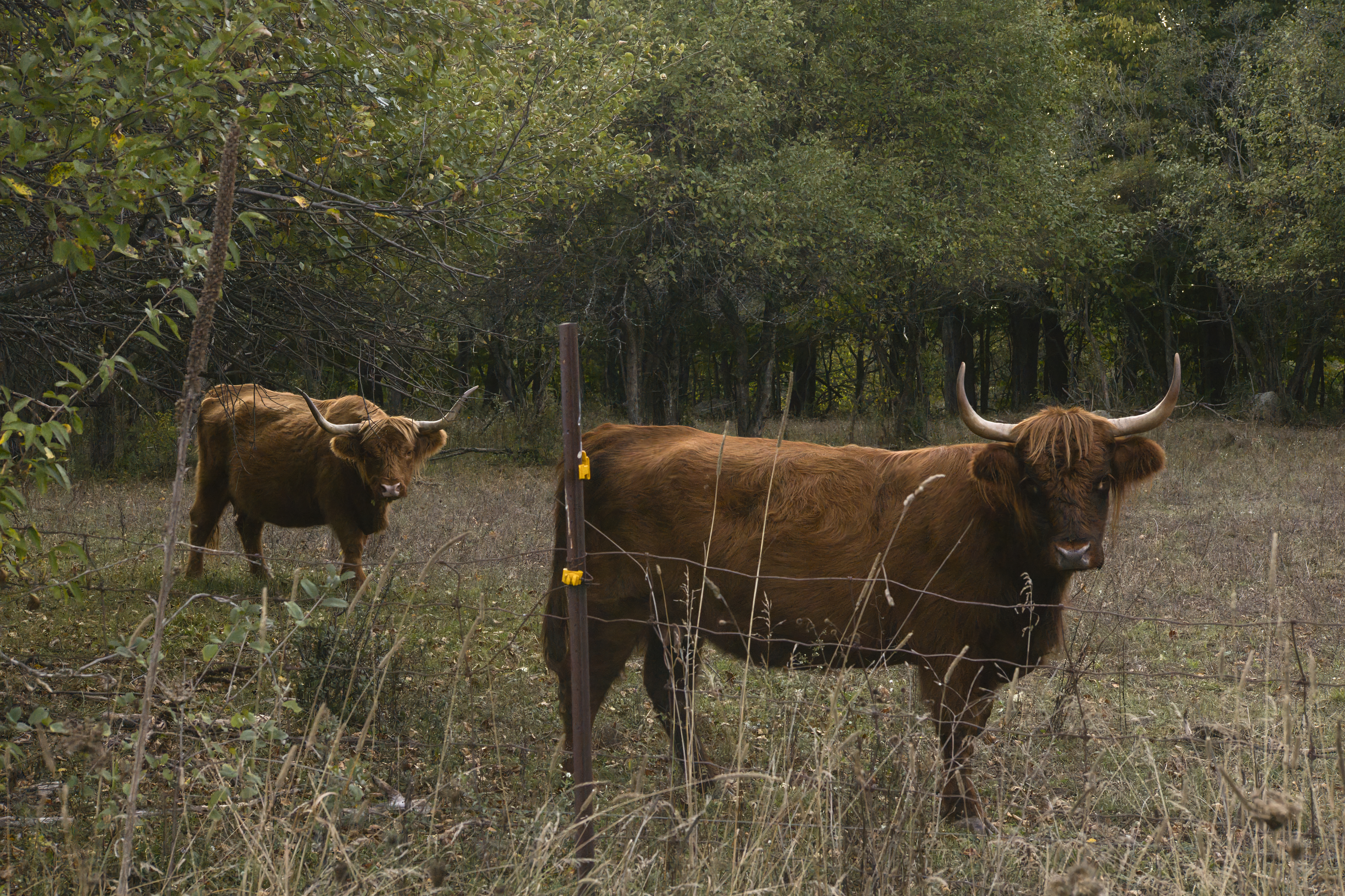 Three photos of local cows